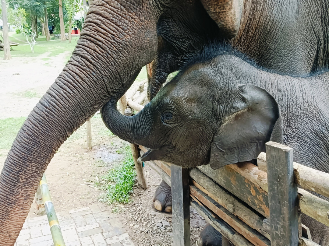 Manifa Elephant Camp-Sang Ha必去景点