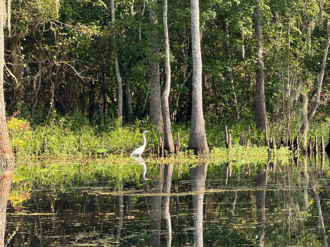 Beyond the Bayou-新奥尔良必去景点