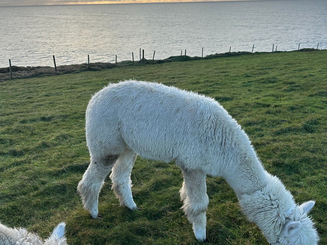 Portally Alpaca Trail-Dunmore East必去景点