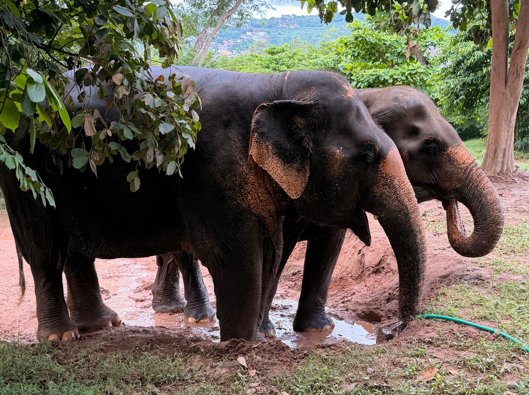 Samui Elephant Sanctuary-波普特必去景点