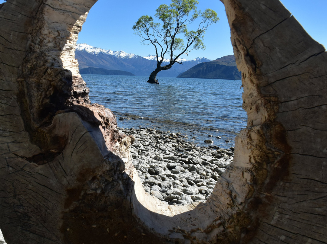 That Wanaka Tree-瓦纳卡必去景点