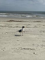 Cumberland Island National Seashore Museum-St. Marys必去景点