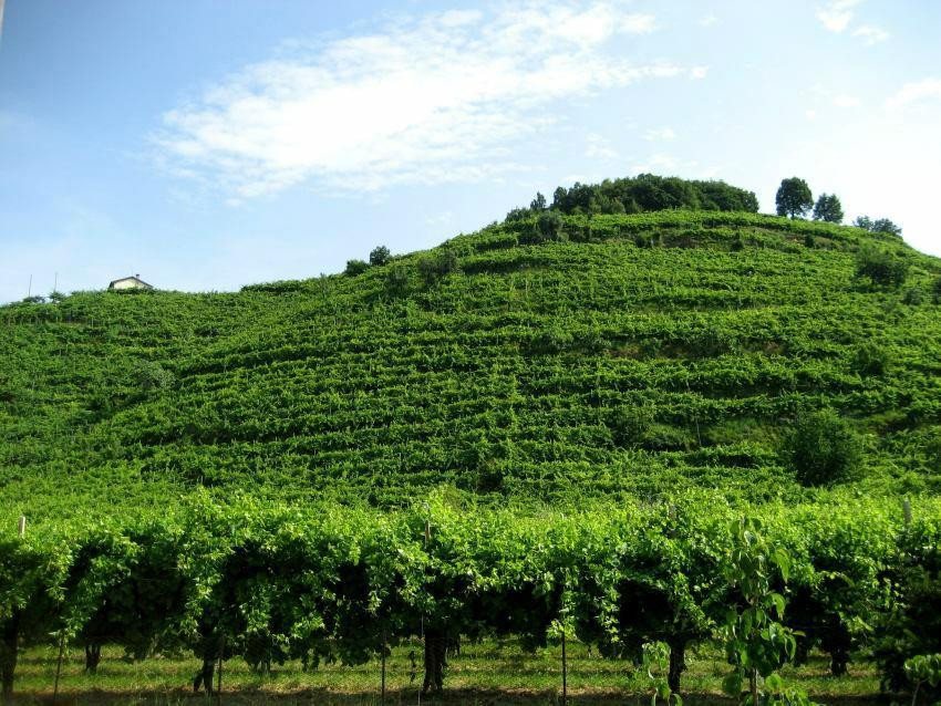 Bressan Daniele Winery景点图片