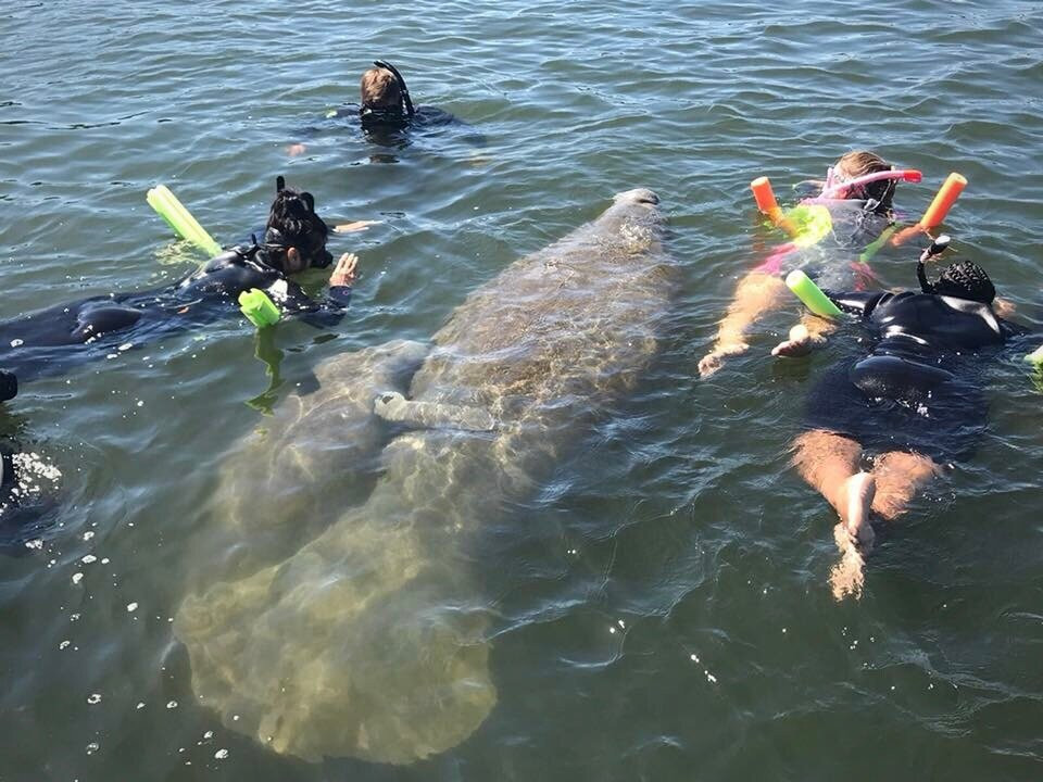 Manatee Tour And Dive-克里斯特尔里弗必去景点