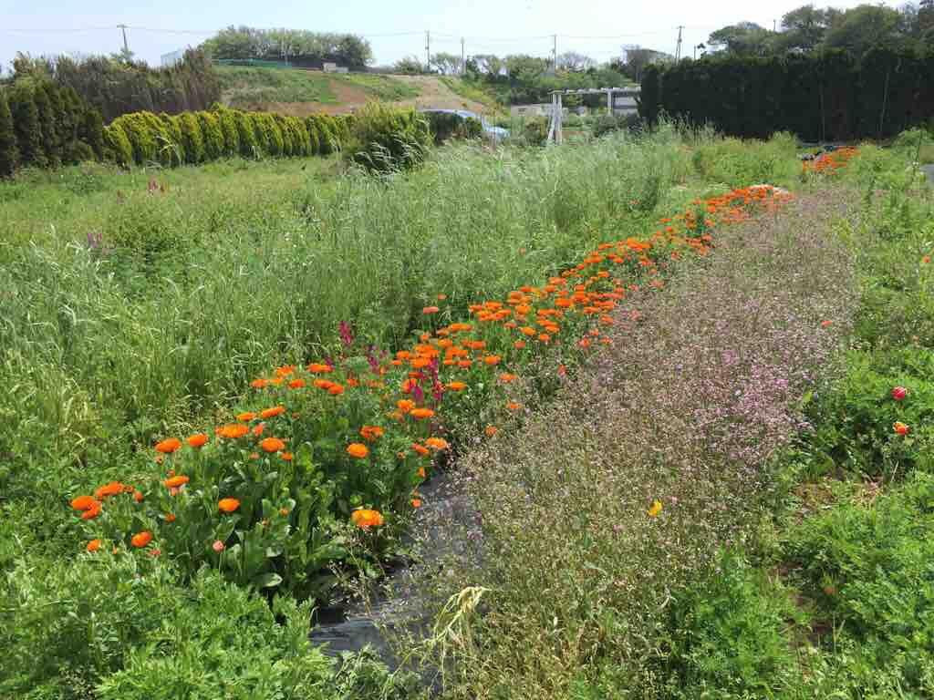 Iijima Farm-三浦市必去景点