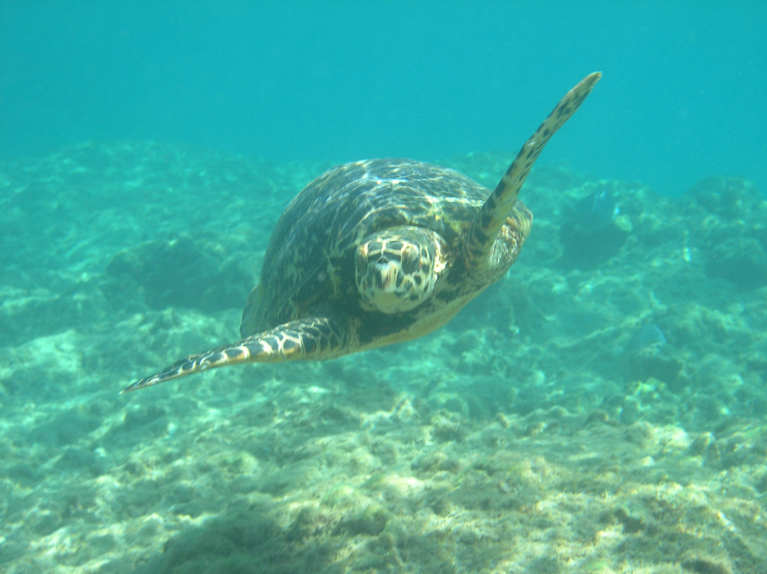 Shacks Beach-Isabela必去景点