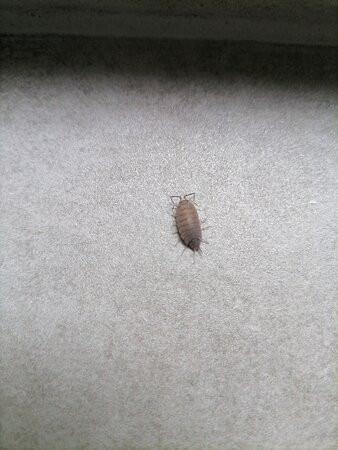 Divny 43°39° Russkiy Dom主图