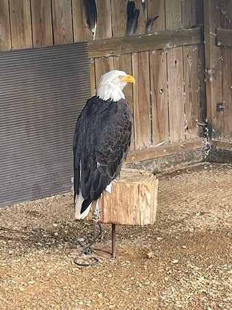 North East Falconry Centre-Huntly必去景点