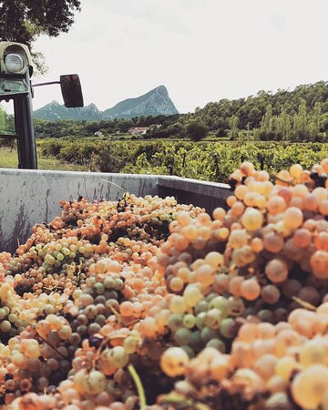 Domaine De La Vieille-Saint-Mathieu-de-Treviers必去景点