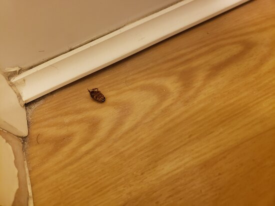 TownePlace Suites by Marriott Lake Jackson Clute主图