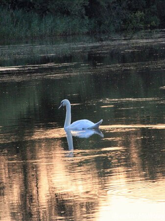 Oakhill Nature Reserve景点图片