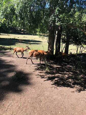 El Bosque De Los Ciervos-Panguipulli必去景点