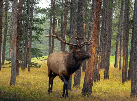 BMerry Photography-班夫必去景点
