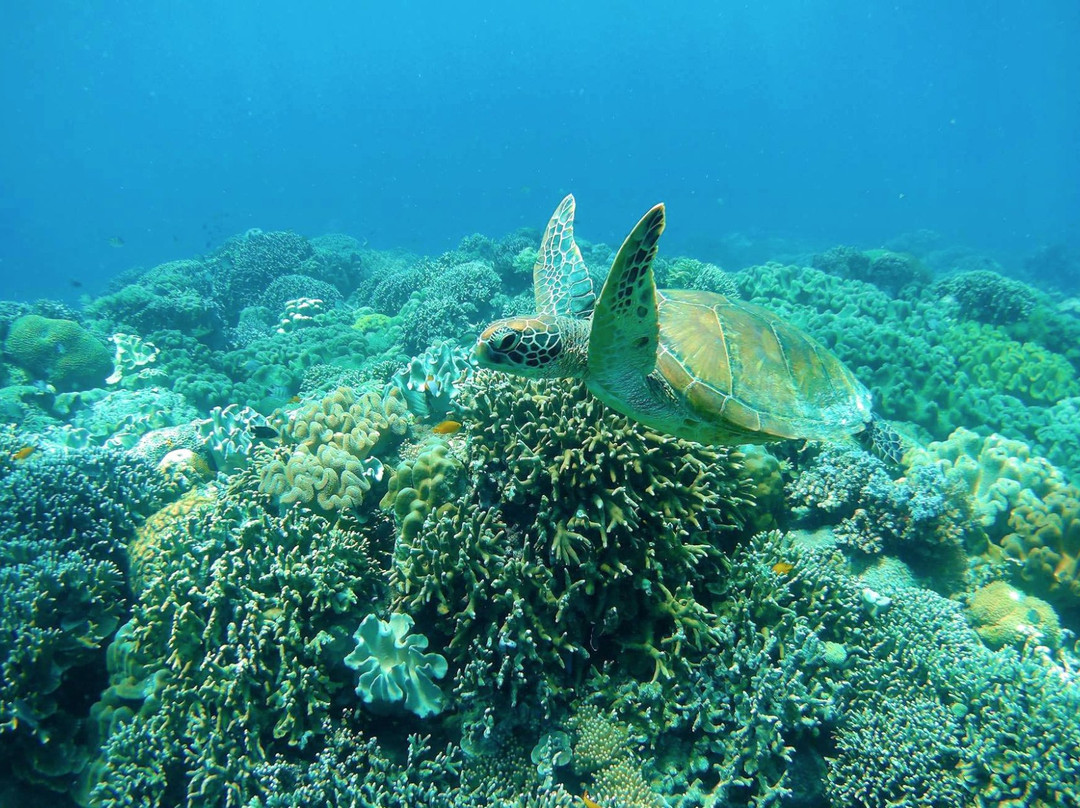 Apo Island旅游攻略图片