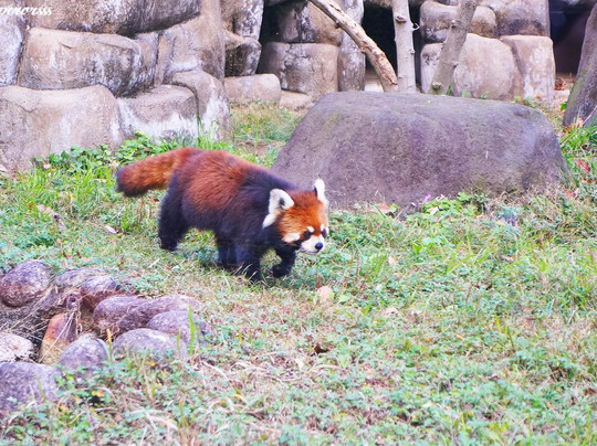 天王寺动物园-大阪市必去景点