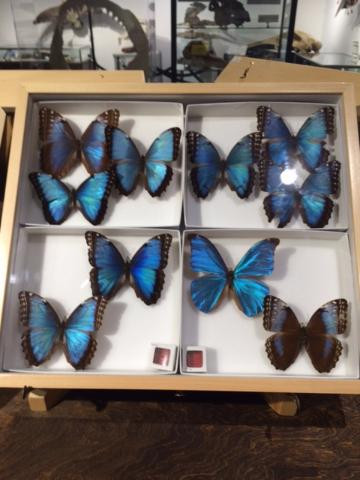 Georgia Museum of Natural History-阿森斯必去景点