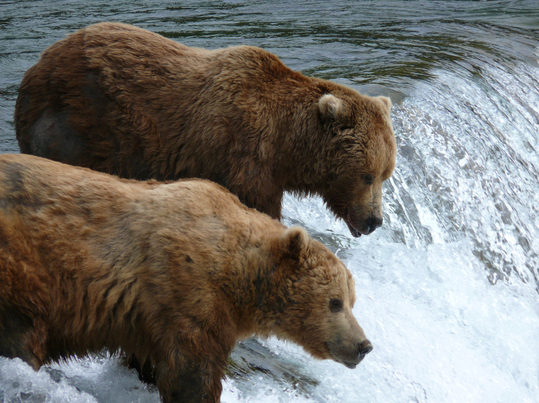 Brooks Falls-卡特迈国家公园及自然保护区必去景点