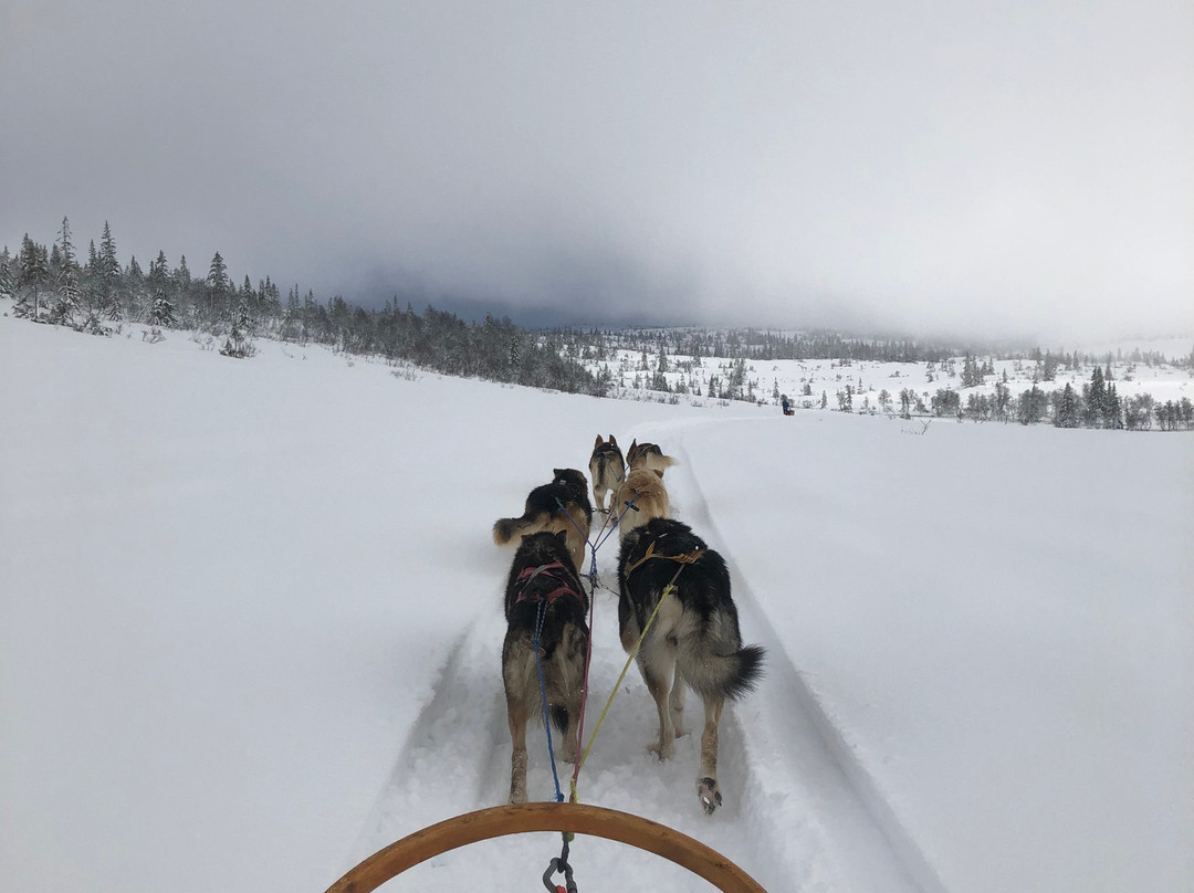 Norway Husky Adventure景点图片