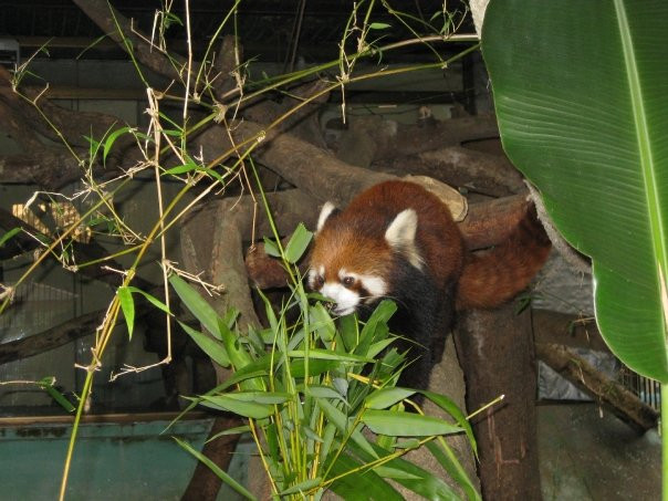Yangon Zoo景点图片