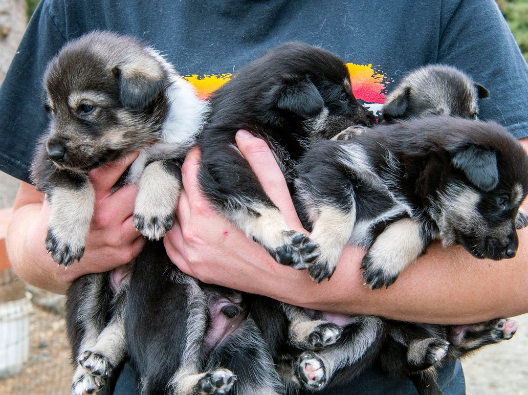 Husky Homestead景点图片