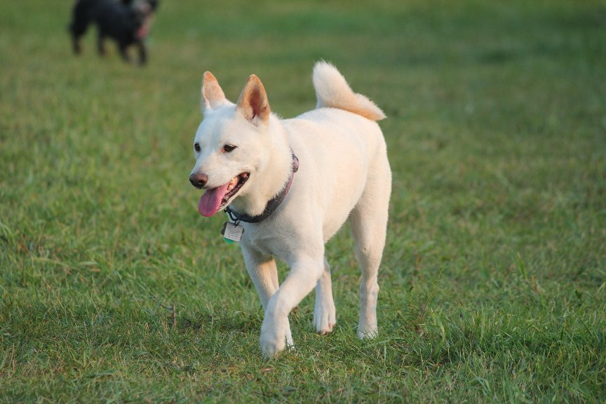 Standing Rocks Dog Park景点图片