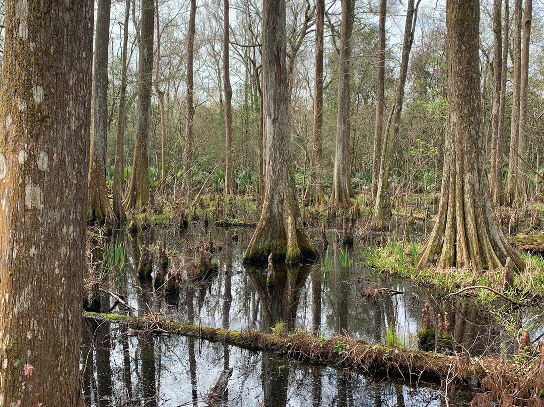 Palmetto Island State Park景点图片