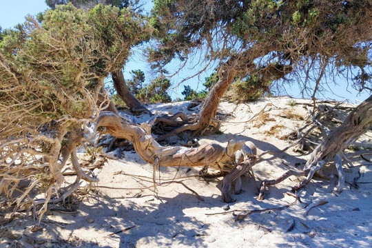 Blue Daily Cruises - Chrissi Island-Ierapetra必去景点