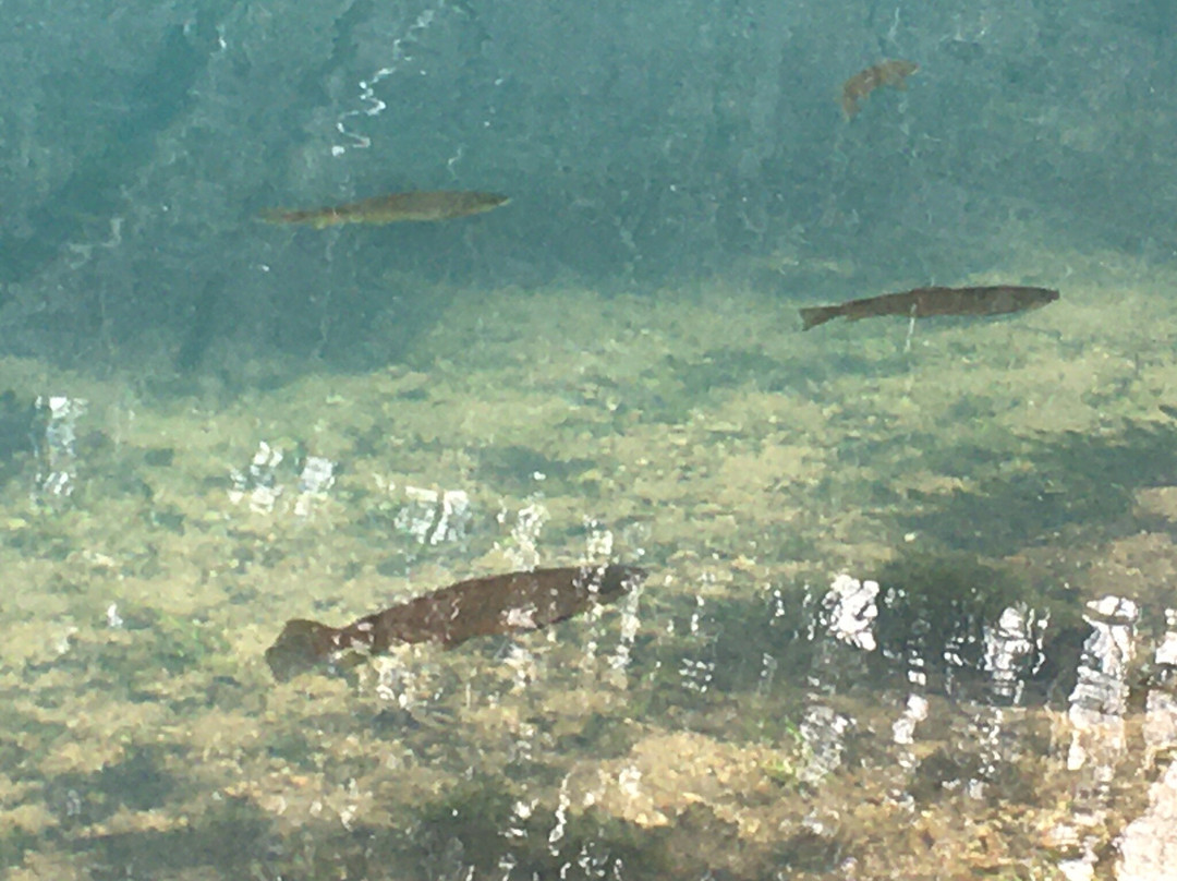 Maramec Spring Park-Saint James必去景点