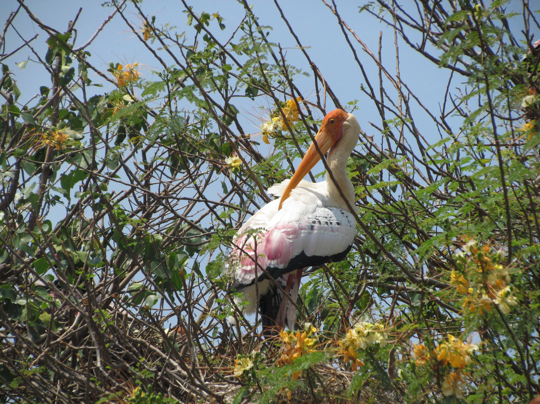 Kokrebellur Bird Sanctuary景点图片