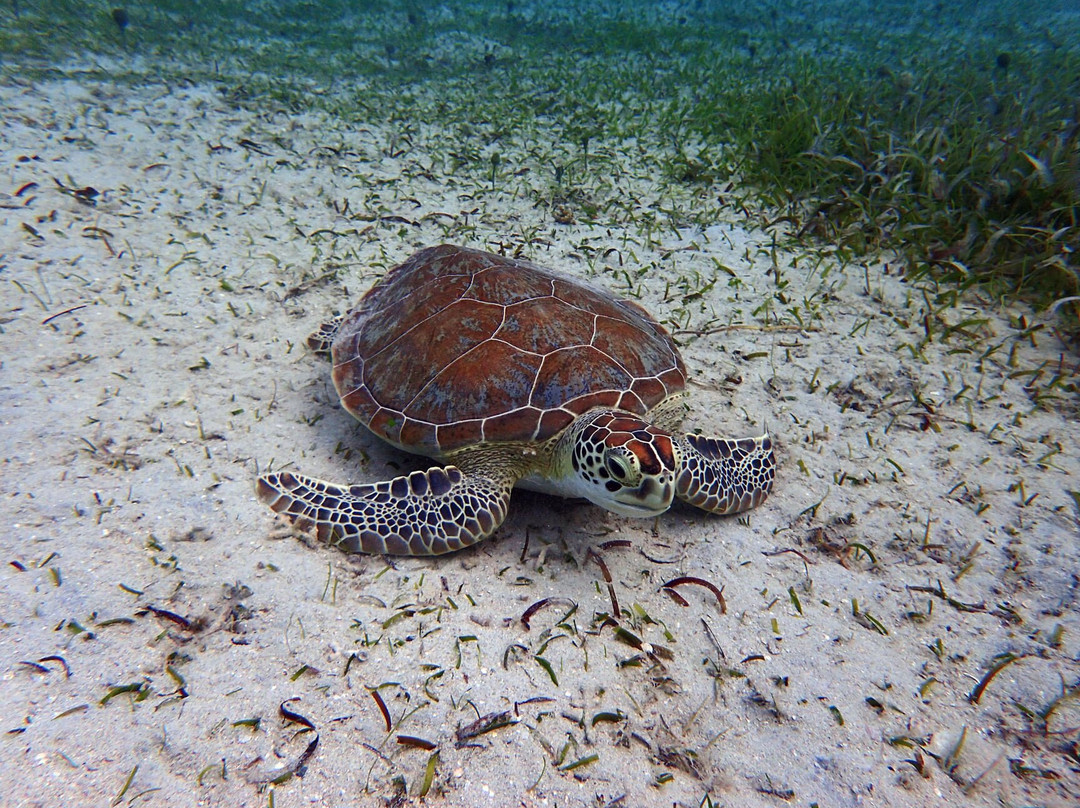 Culebra Island Adventures-库莱布拉岛必去景点