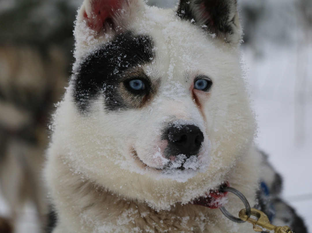 Alaskan Adventure Dog Sledding-Arundel必去景点