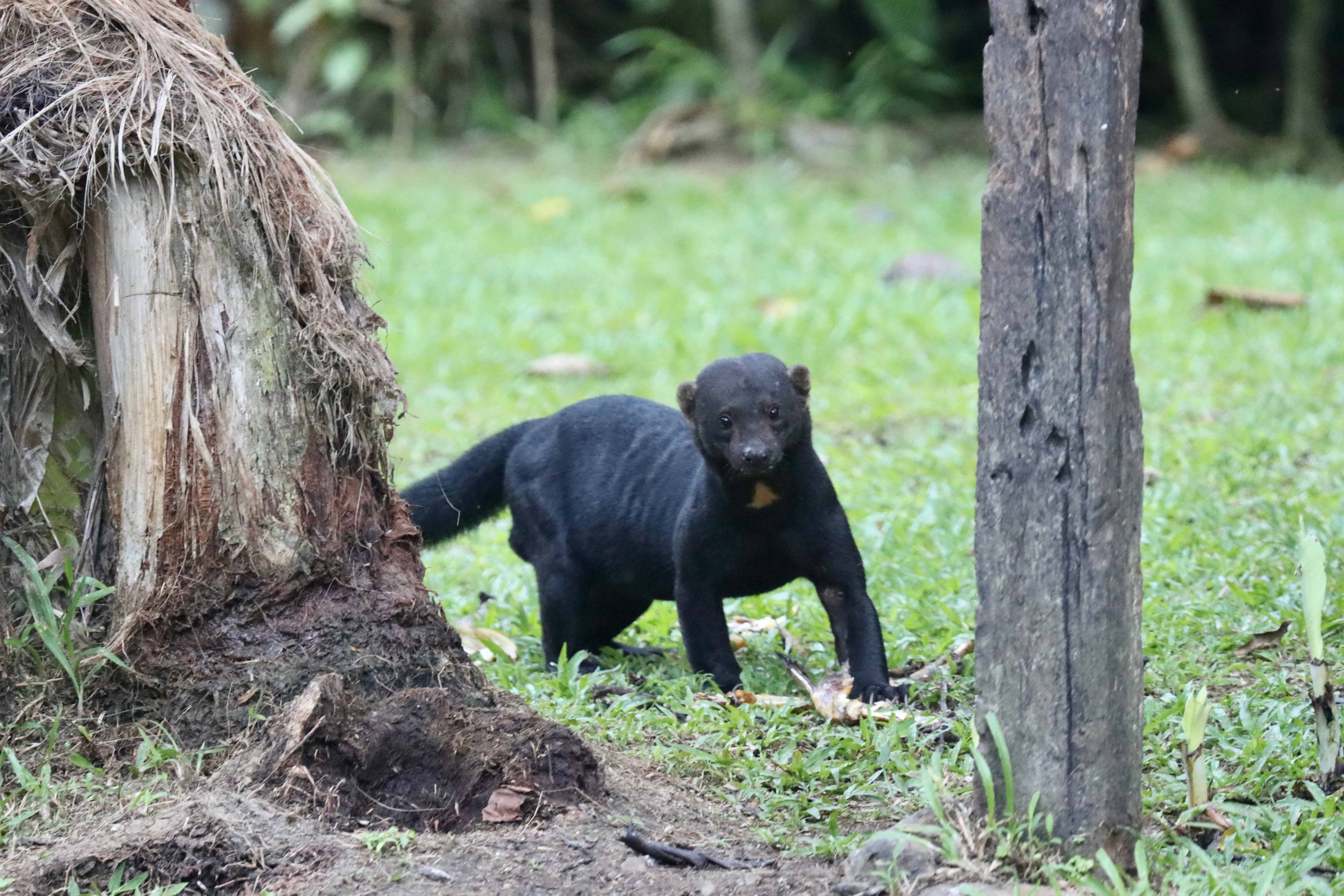Esquinas Rainforest Lodge-浴室