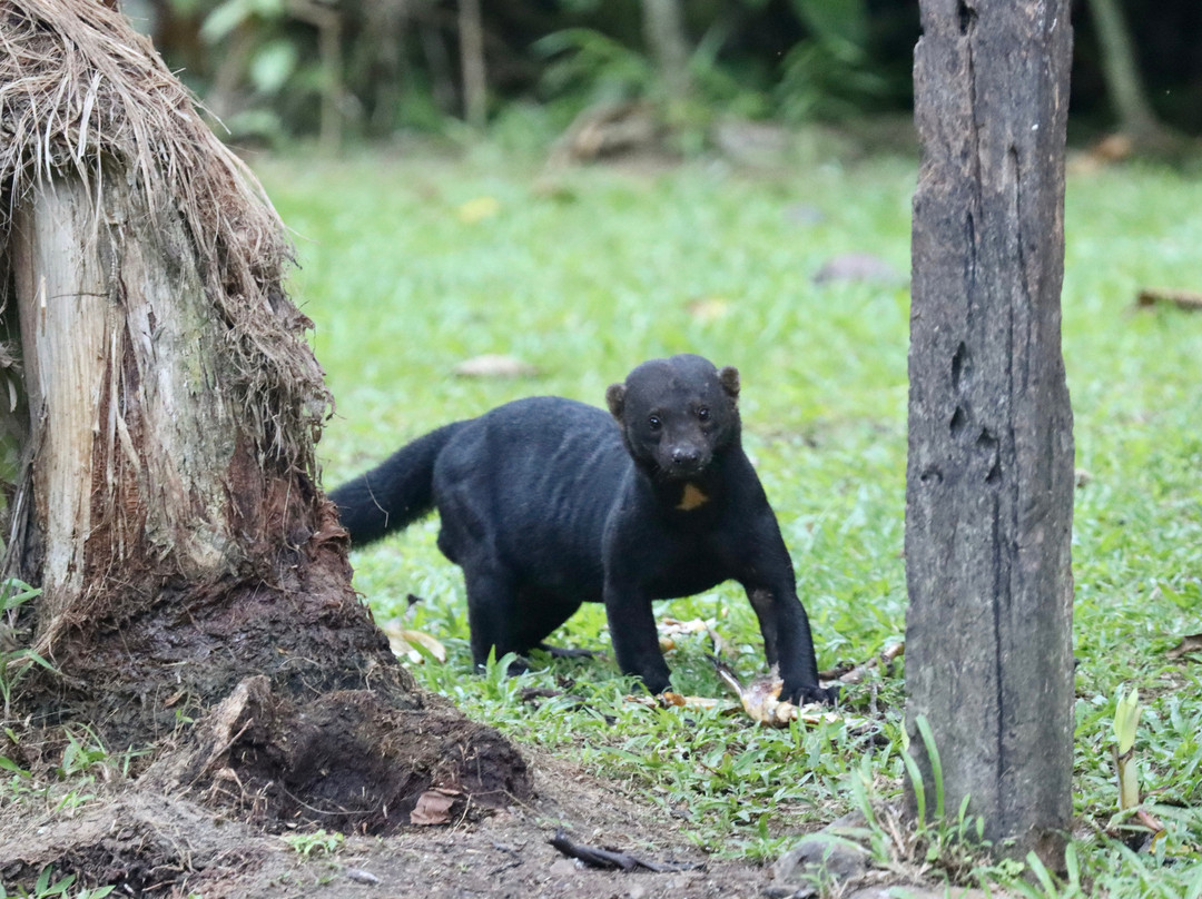 Esquinas Rainforest Lodge主图