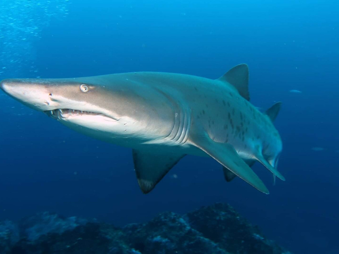 Fish Rock Dive Centre-西南岩必去景点