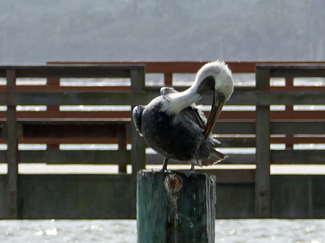 Fishing Pier-圣西蒙斯岛必去景点