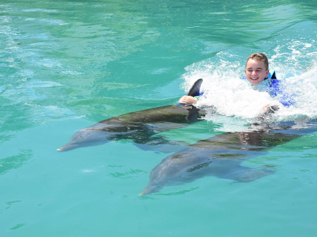 Dolphin Connection景点图片