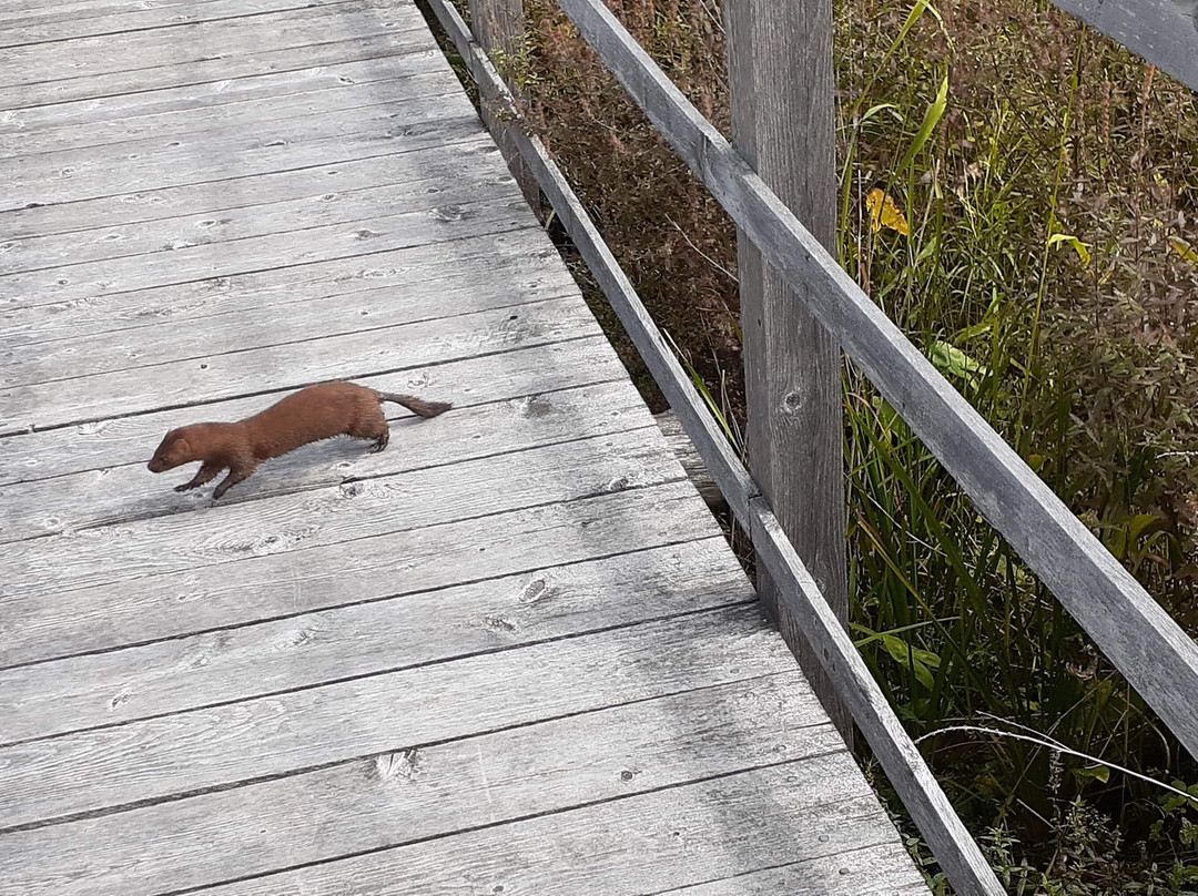 Cooper Marsh Conservation Area-Lancaster必去景点