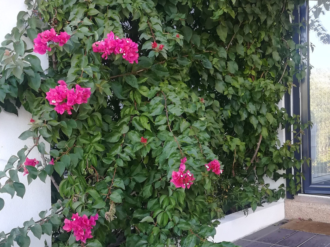 Casa da Paleta主图