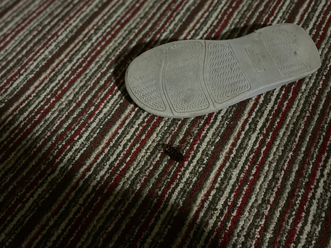 Four Points By Sheraton Charlotte - Pineville主图