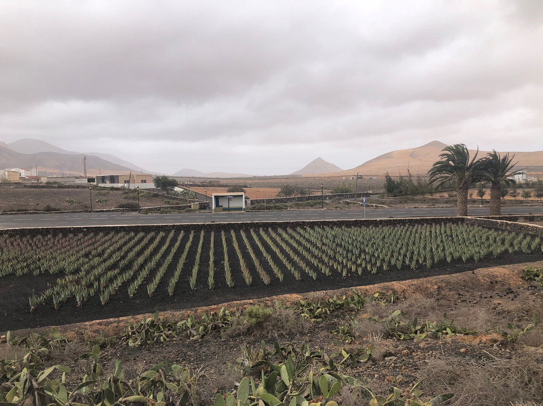Finca Canarias Aloe Vera景点图片