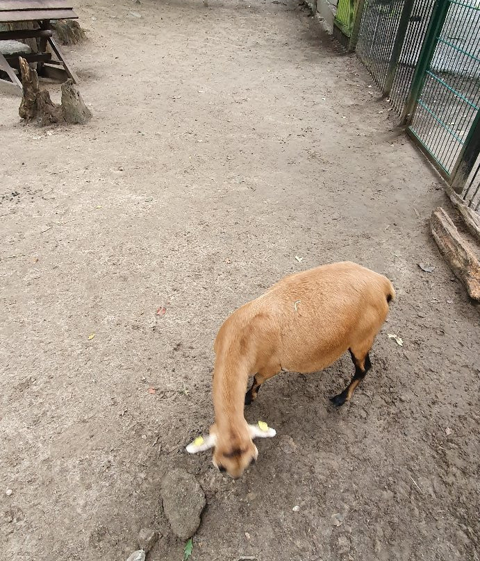Tierpark Wolgast景点图片
