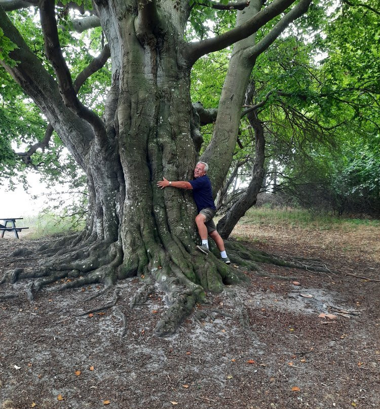 Oehlenschlaegers Beech-Tranekaer必去景点