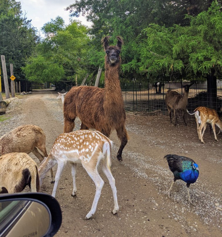 Harmony Park Safari-亨茨维尔必去景点