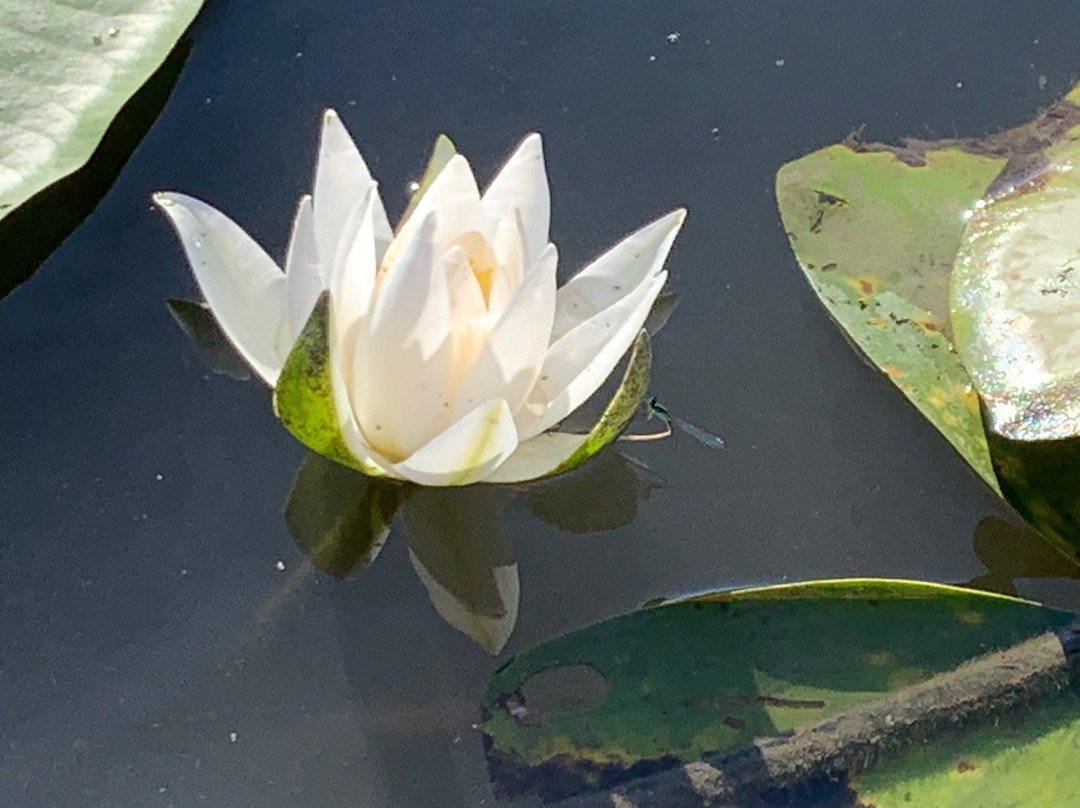 Rybatskiy Hotel Etel主图