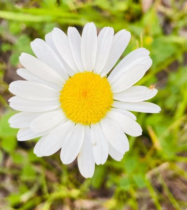 Green Acres Park Campground-Teulon必去景点