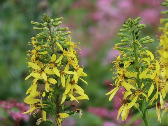 Ibukiyama Driveway-关原町必去景点