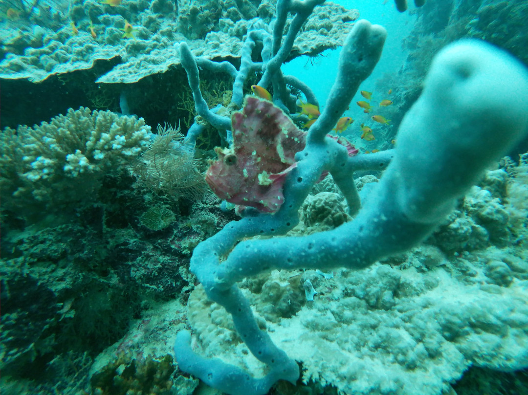 Hippocampe plongee-Mamoudzou必去景点