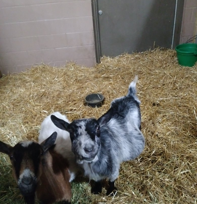 Lollypop Farm, Humane Society of Greater Rochester-Fairport必去景点