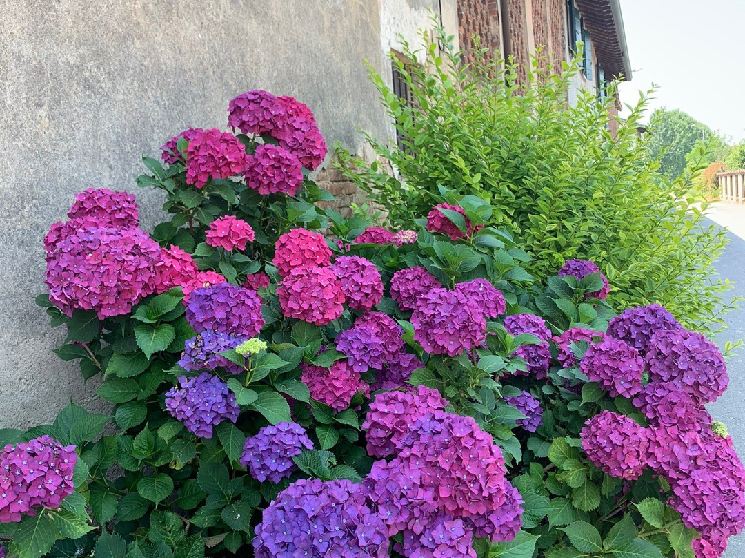 Cascina Sant'Albino di Mortara景点图片