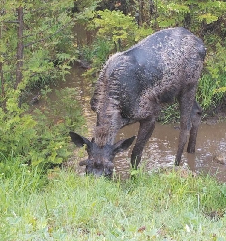 Moose Mountain Inn主图